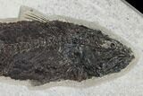 Uncommon Fish Fossil (Mioplosus) - Wyoming #168338-2